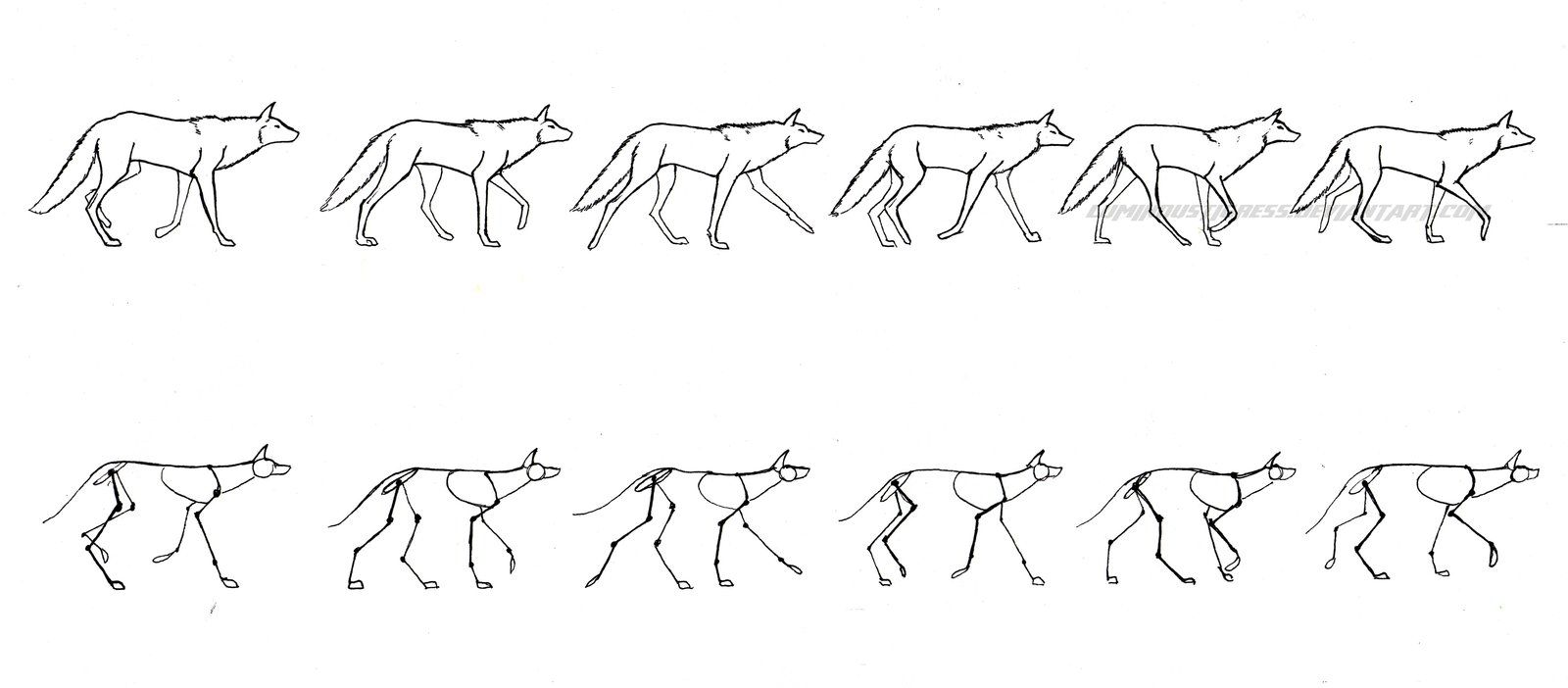 Featured image of post Wolf Base Drawing Walking